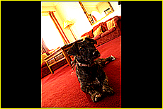 Cornwall Tourism Magazine - Doggy holidays in Cornwall - Mullion Cove Hotel - Copyright - Ed Stone Web Design